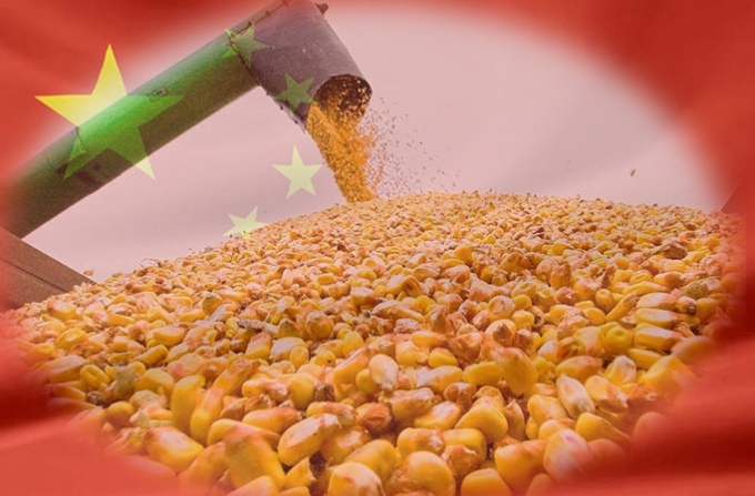 Більша частина закупленої Китаєм кукурудзи має українське походження