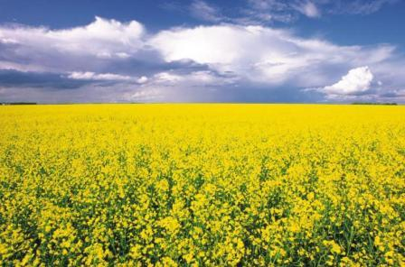 The difference between the price of canola and soybeans is growing