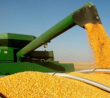 Adjustments in oil prices supported soybeans and corn