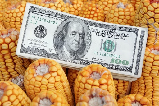 The purchase prices for corn in Ukraine are falling in line with the world prices