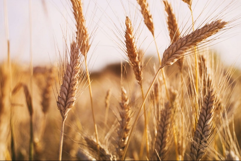 On the eve of the release of the USDA report wheat prices continue to rise