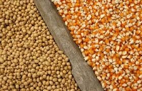 The increase in production forecasts for the United States lowers stock prices for soy and corn