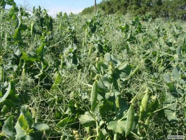 In anticipation of new records for peas in Ukraine