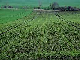 The All-Ukrainian Agrarian Council demands that permission to increase the maximum area of agricultural land purchase be postponed