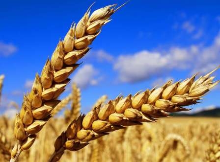 Wheat exchange in the United States is gradually increasing