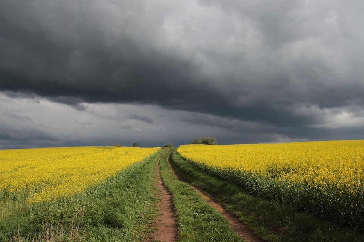 Delayed rapeseed harvesting in Australia has led to higher prices for rapeseed and rapeseed