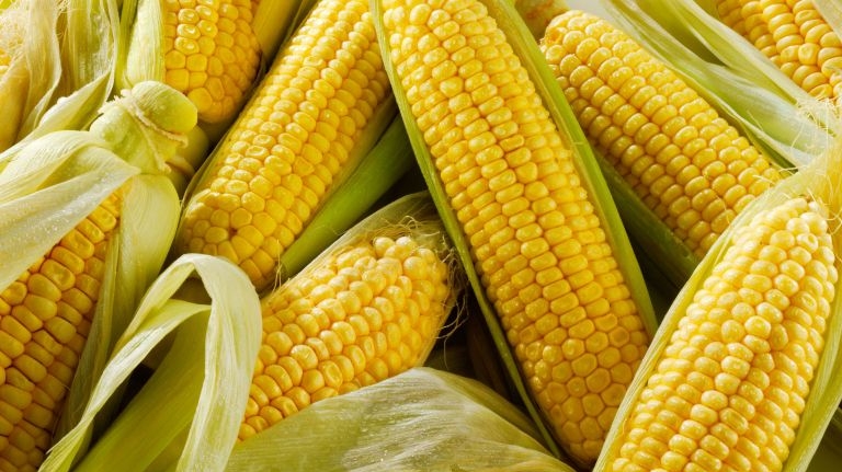 Закупочные цены на кукурузу в Украине потеряли за несколько дней 10$/т и продолжают снижаться