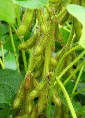Prices for soybeans rise, and the background of growth of export demand 
