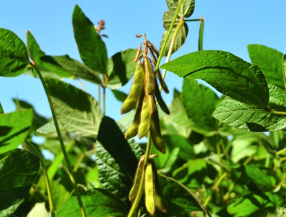 Prices for soybeans are growing, despite the increase in world reserves