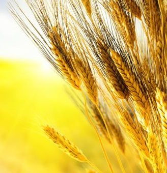 Speculators lowered the price of wheat on the stock exchanges