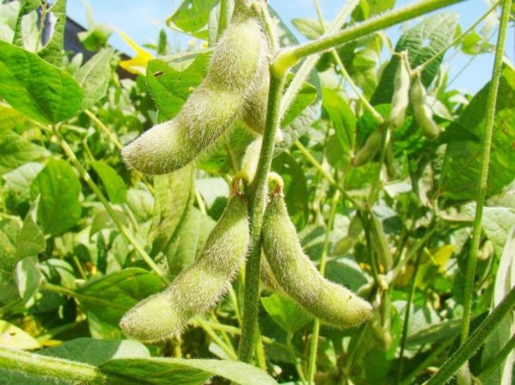 Soybean prices in Ukraine rose against the backdrop of delayed deliveries from South America