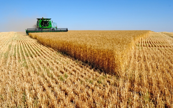 Нові угоди на експорт російської пшениці практично не укладаються