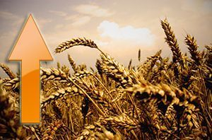 In the United States is rapidly rising spring wheat