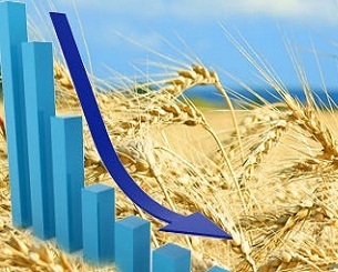 Активные продажи обвалили биржевые цены на пшеницу
