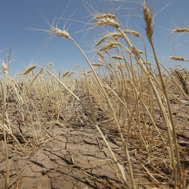 Drought conditions in the regions the sowing of new crop is increasing pressure on the markets