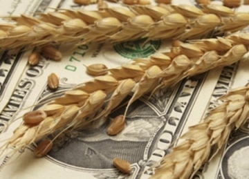 American wheat: speculative trend was interrupted