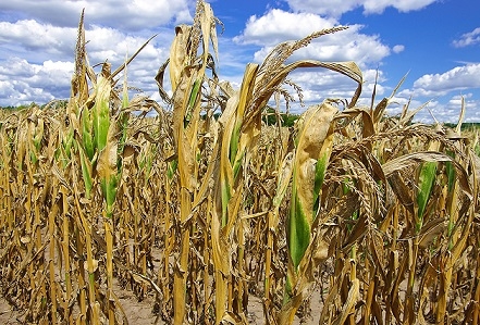Снижение прогнозов урожая и жара в США привели к резкому росту цен на кукурузу