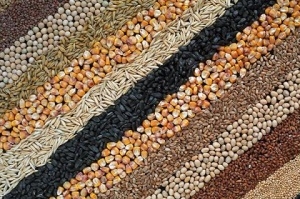 Review of markets for grains and oilseeds for may 19