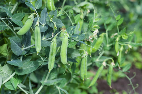 Low demand keeps prices for peas