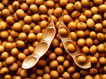 Global soybean stocks may fall because of heavy rains in South America