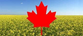 The increase in forecast production in Australia and Canada lowers the price of rapeseed