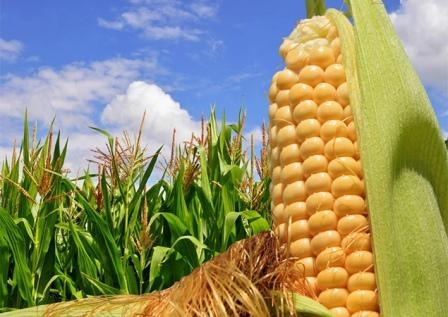 Хорошие темпы экспорта кукурузы как следствие низких цен