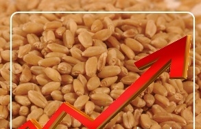 The Egyptian tender and speculators support the wheat quotations