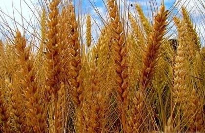 Цены на пшеницу в США и в Украине растут