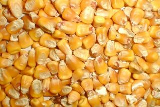 When to sell corn?