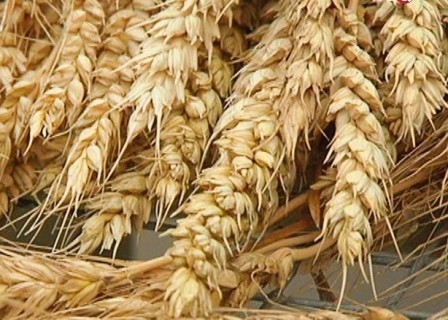 After a speculative jump in prices of wheat fell to