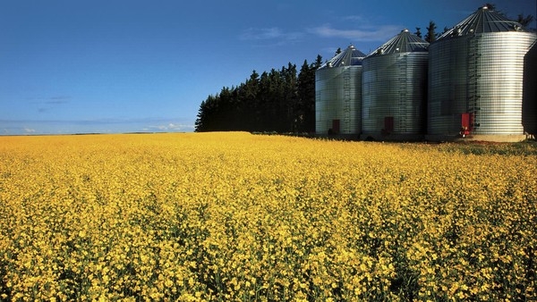 Rapeseed and canola prices decline amid precipitation in Canada