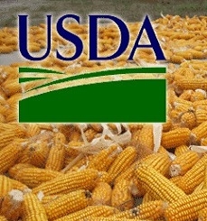 Corn prices rose after a decline in production forecasts for the United States and Ukraine 