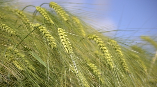 Закупочные цены на ячмень в Украине растут на фоне подорожания пшеницы и кукурузы