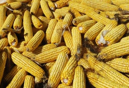 The USDA increased its forecast of the corn crop and the collapse of prices