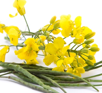 The price of canola is influenced by the weather in Canada and Australia
