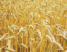 The intensification of exports has supported the price of wheat in the United States