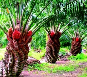 The rising prices of palm oil supports the markets of oil 