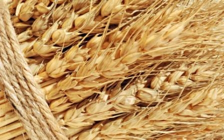 Пшеница в Чикаго завершила рост