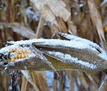 Snow and freezing temperatures delayed harvest of soybeans and corn in the United States