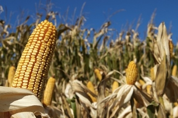 The beginning of the maize harvest in Brazil has noticeably fallen off grain prices