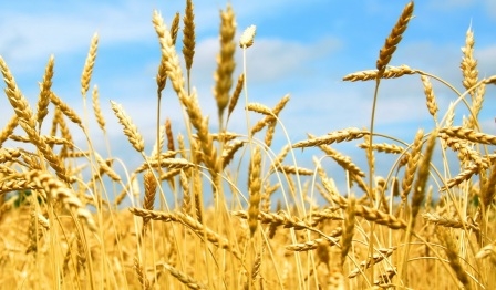 FAO очікує зменшення світового врожаю пшениці в 2017/18 МР