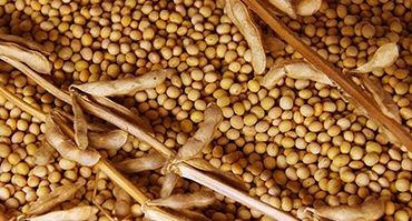 USDA once again increased the forecast of the soybean crop in the current season
