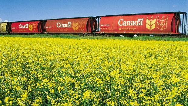 В новому сезоні Канада збере найнижчий за останні п’ять років врожай каноли