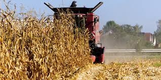 Harvesting of all agricultural crops except corn has been completed in Ukraine