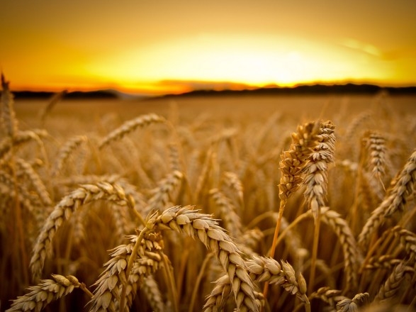 The increase in the crop forecast in Australia and good condition of crops in the United States and Russia collapses the price of wheat