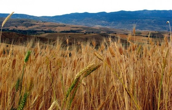 The reduction of the yield of the Turkish wheat activates the import of grain in the country