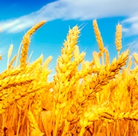 Good exports and weather conditions will support prices for wheat