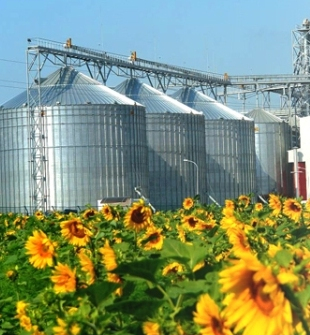 The price of sunflower and soybean in Ukraine remain under pressure