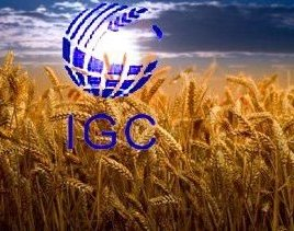 IGC has greatly increased the estimate of world ending stocks for wheat and corn