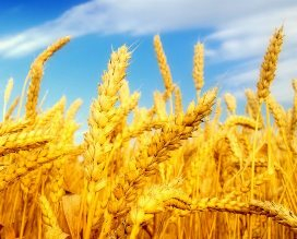Wheat markets are growing hopes for the revitalization of the export